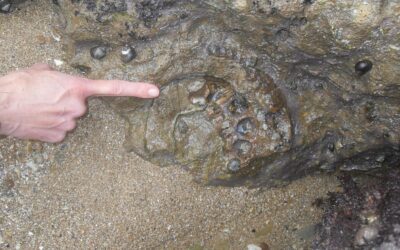 Voyage géologie en Normandie pour les Terminales spécialité SVT